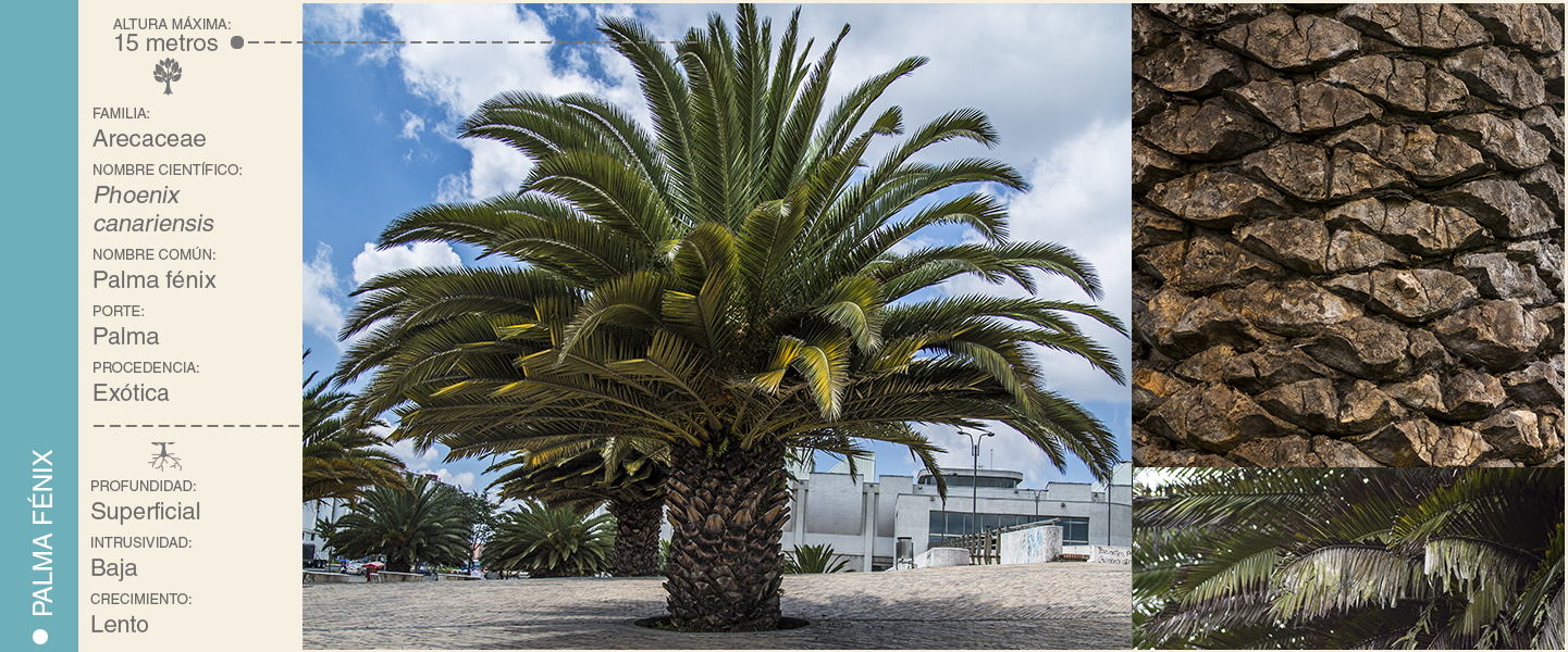 3-PALMAFENIX
