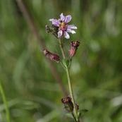 Cuphea ciliata