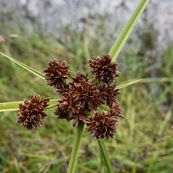 Cortadera