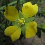 Ludwigia peruviana