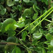 Berros