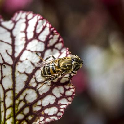 Sarracenia 