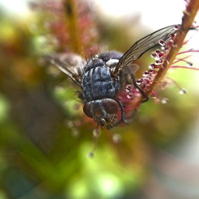 Drosera