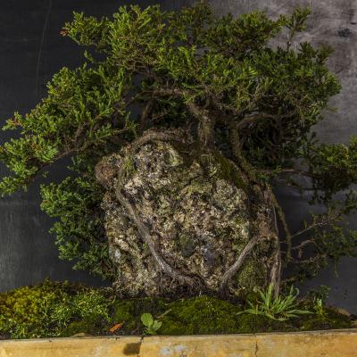 Bonsái