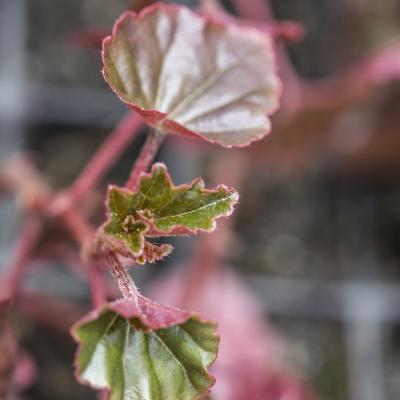 Begonia de pantano