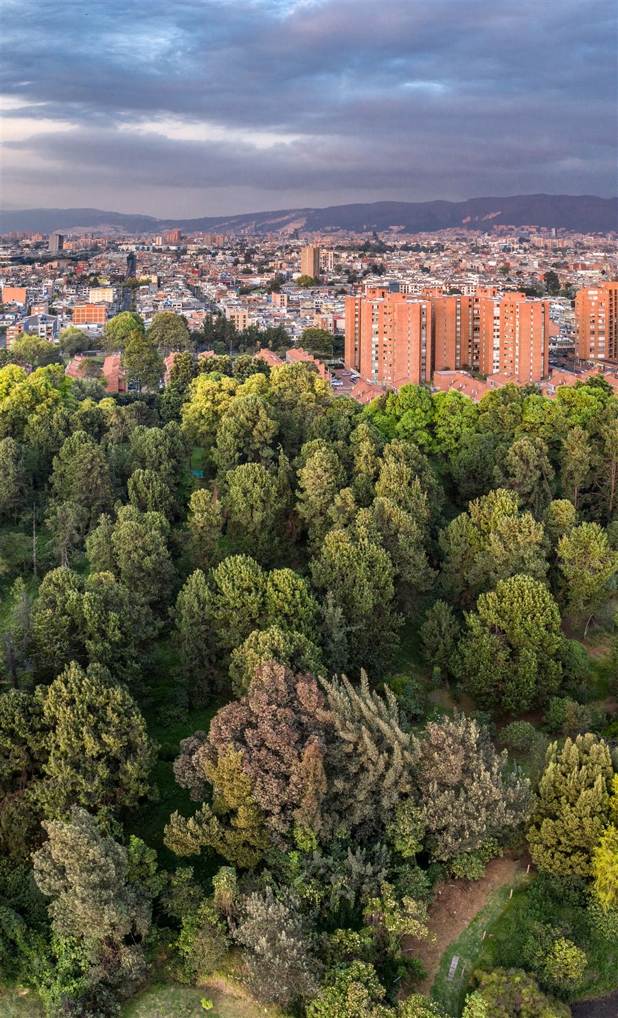 PEDH Tibanica