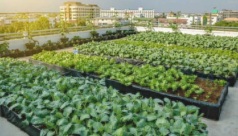 Agricultura-Urbana-Formula-Medica