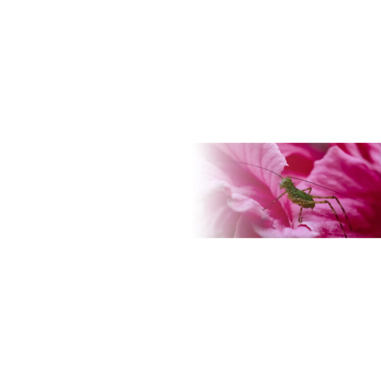 Banner Portafolio Experiencias Ambientales