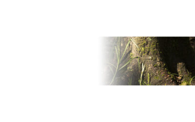 Banner Portafolio Experiencias Bienestar