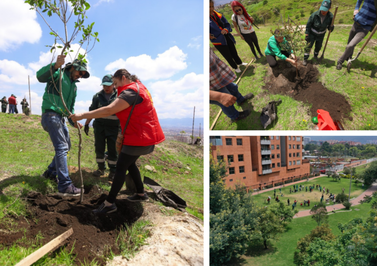 Jornada distrital de plantaciones para celebrar el Día Mundial del Árbol