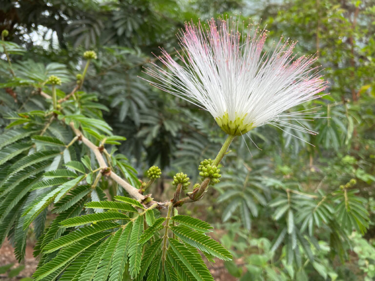 Flor calliandra_tolimensis_a