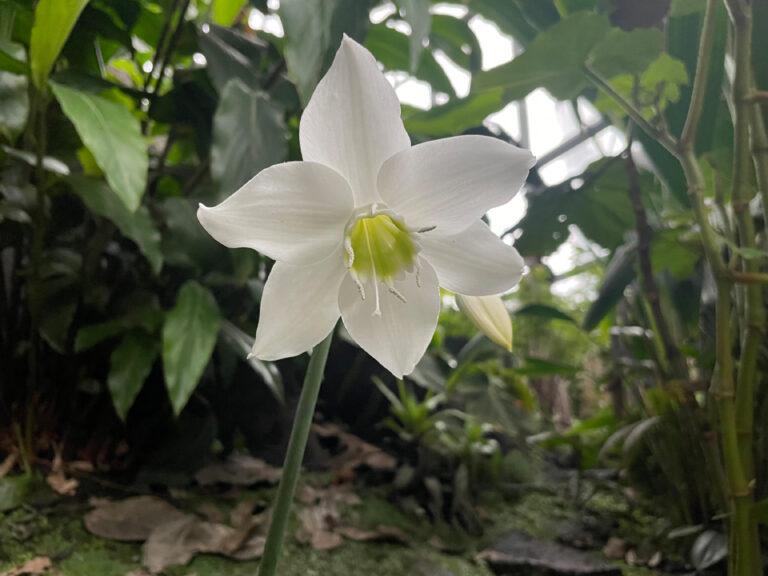 Flor eucharis_x_grandiflora_a