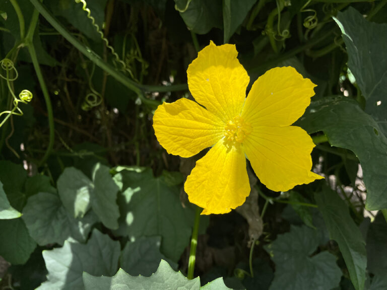 Flor luffa_cylindrica_a