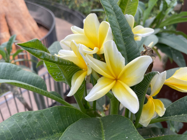 flor plumeria_rubra
