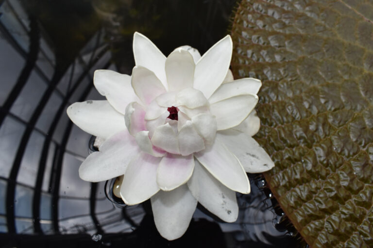 Flor victoria_amazonica