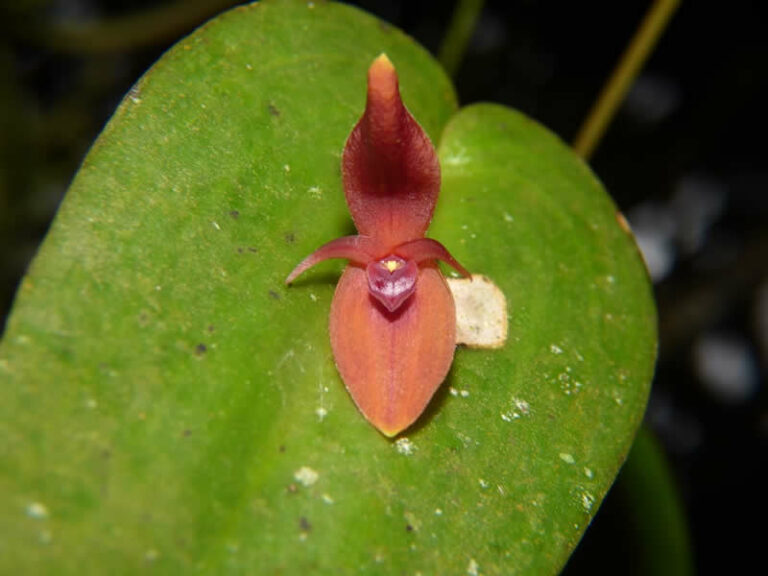 orquídea del Nevado del Ruíz