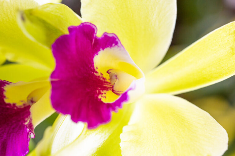 Orquídeas 2022
