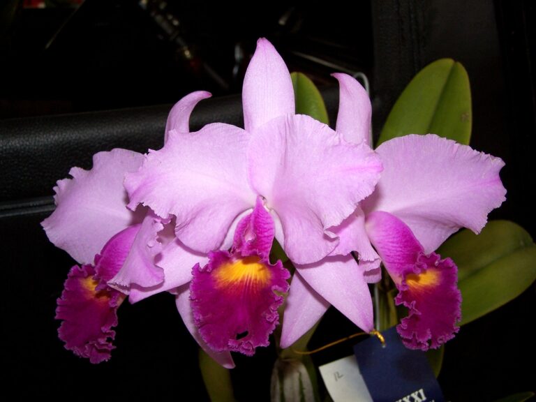 Cattleya trianaei Linden & Rchb.f. Typical form 33