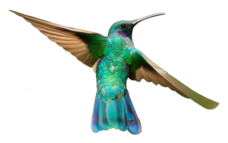 Colibri coruscans