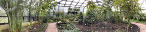 Plantas Útiles