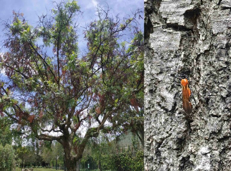 árbol Falso pimiento