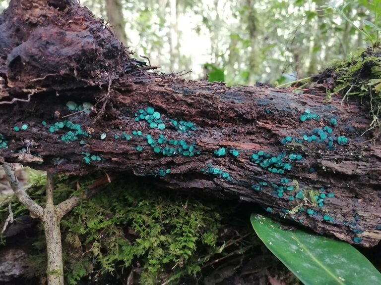 Jardín Botánico lanza manual sobre el silencioso reino de los hongos