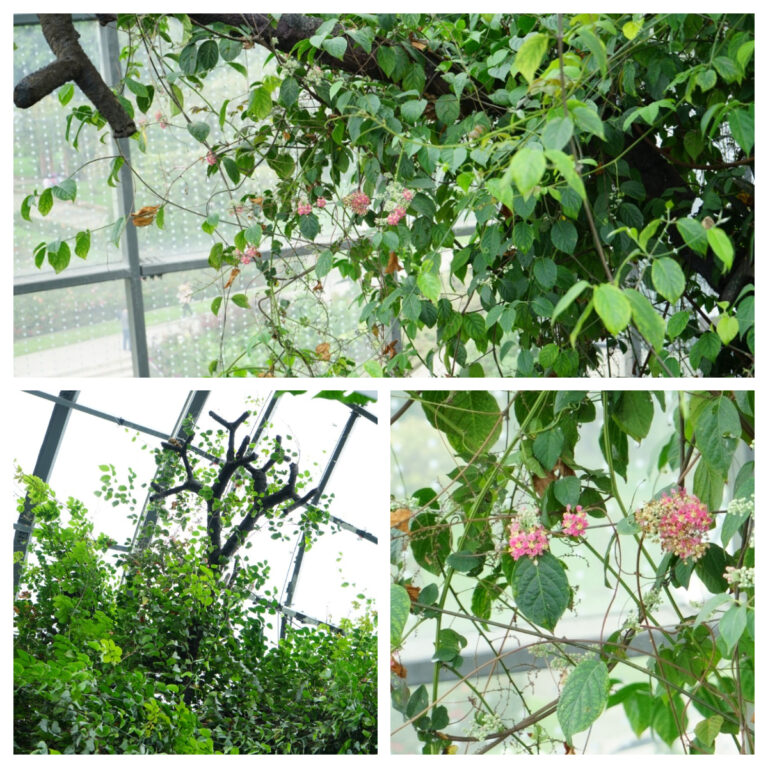 yagé del Tropicario