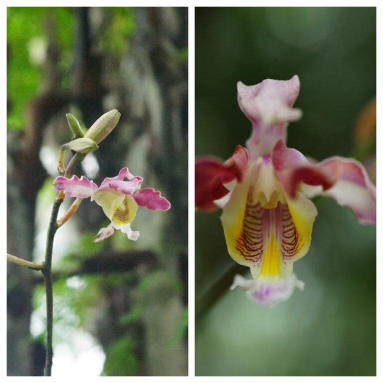 orquídea