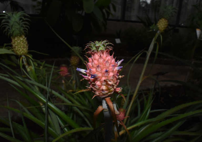 Ananas comosus var. microstachys
