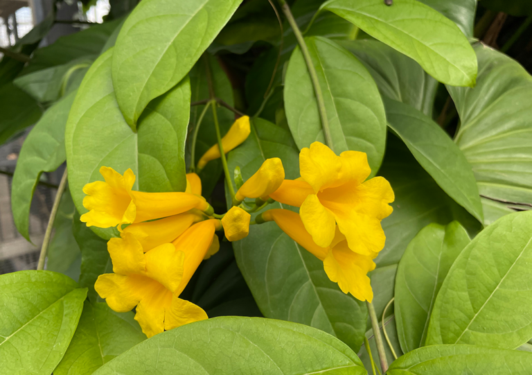 anemopaegma_chrysanthum_b