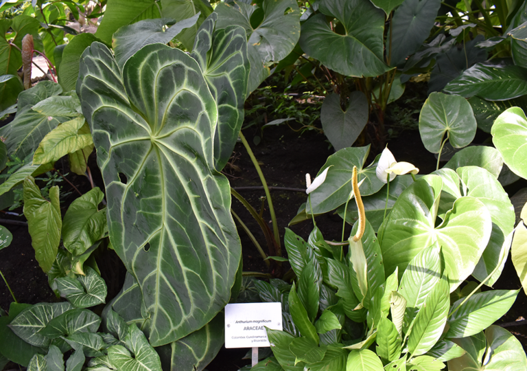 anthurium_magnificum