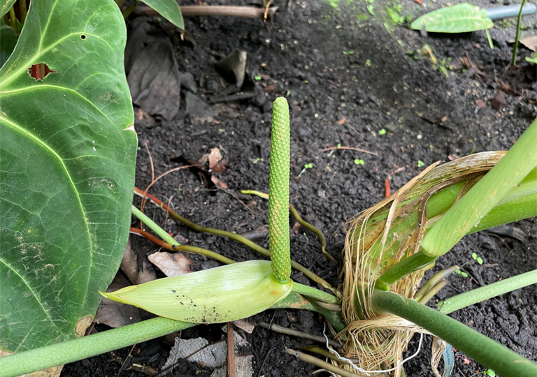 anthurium_marmoratum