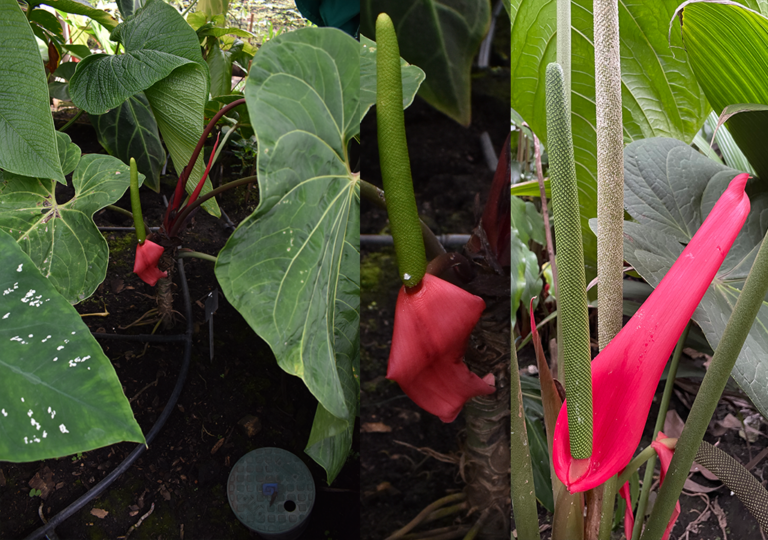 anthurium_sanguineum