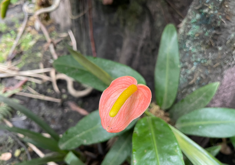 anthurium_vanderknaapii_a