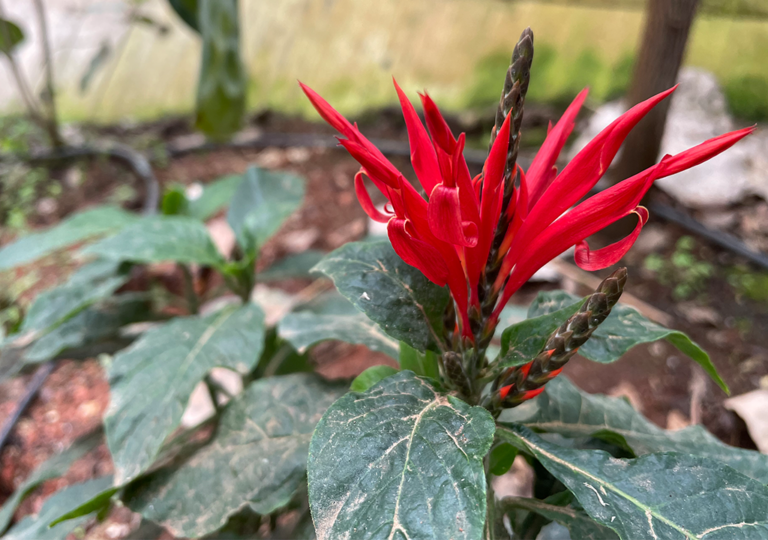 aphelandra pulcherrima_a