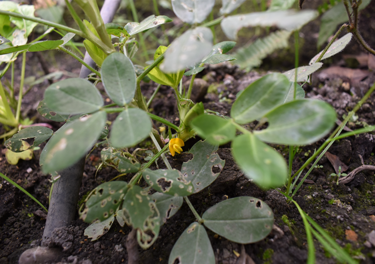 arachis_hypogaea