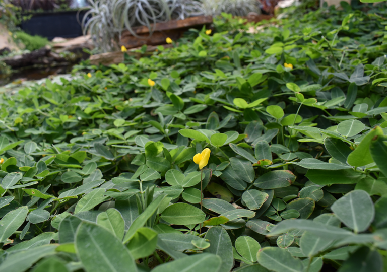 arachis_pintoi
