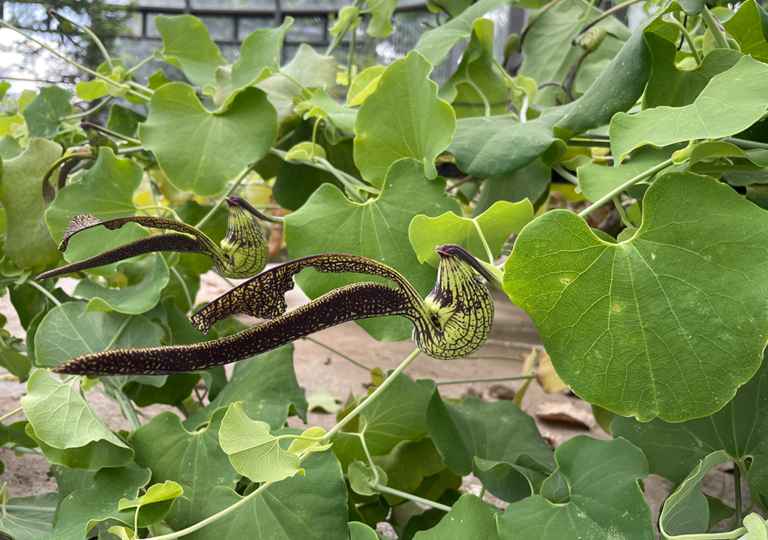 aristolochia_ringens_a