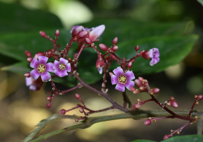 averrhoa_carambola