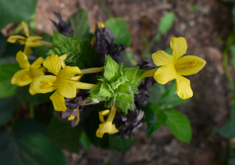 barleria_oenotheroides_a