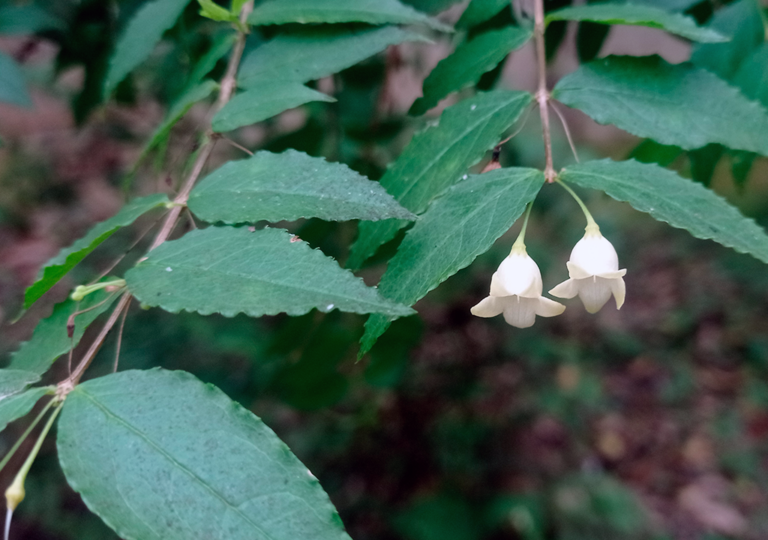 basistemon_bogotensis