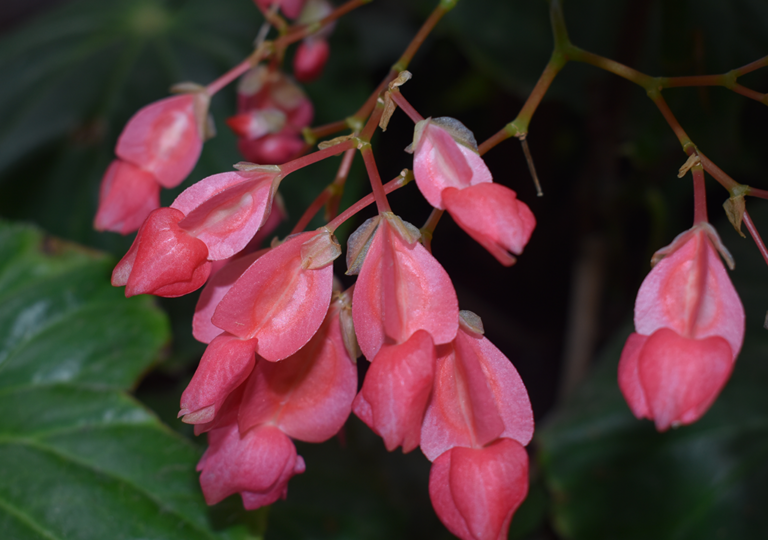 begonia_incarnata_a