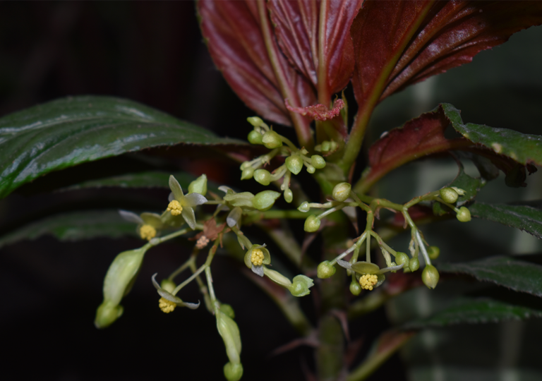 begonia_maynensis