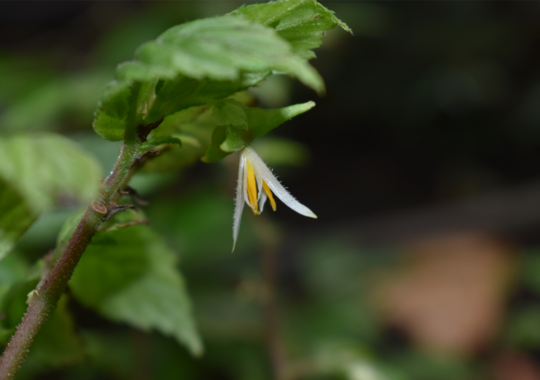 begonia_pax_b