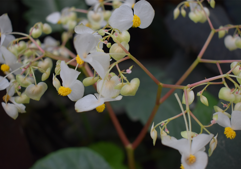 begonia_urophylla_a