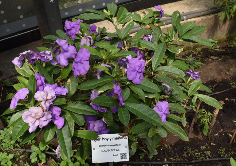 brunfelsia_pauciflora