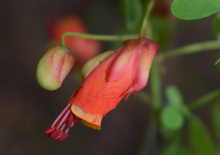 caesalpinia_cassioides_b
