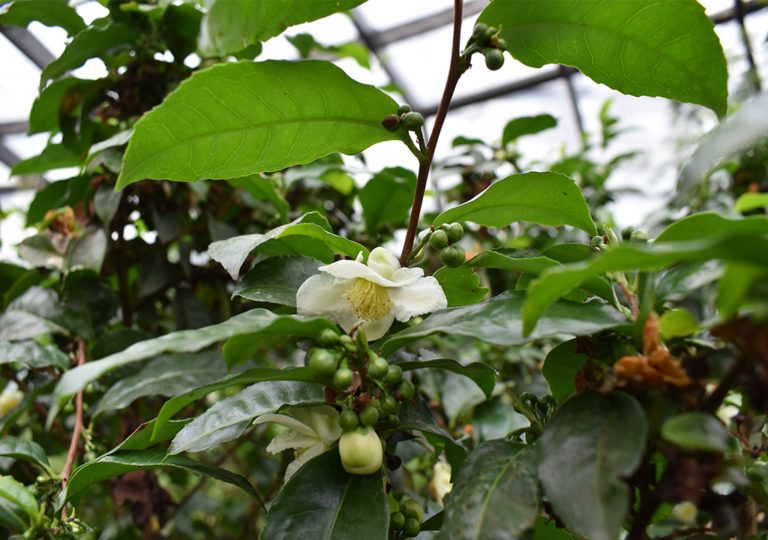 camellia_sinensis