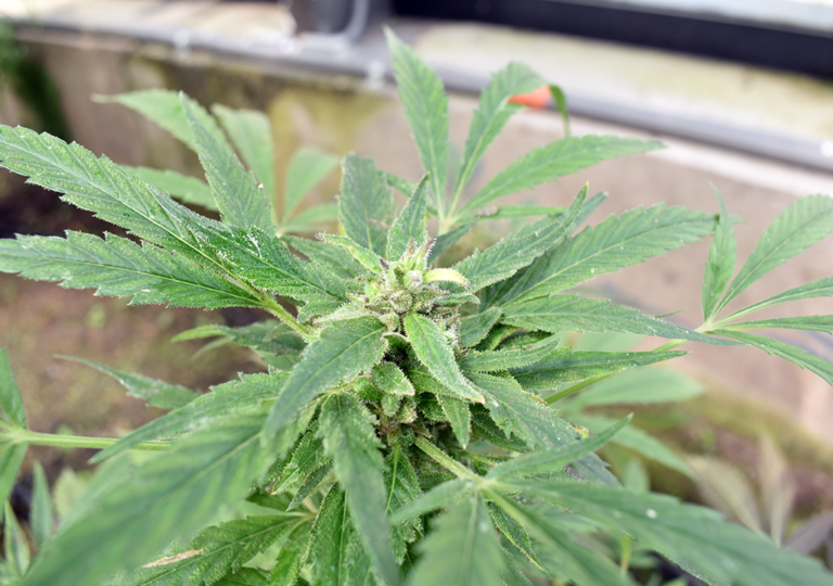 cannabis_indica