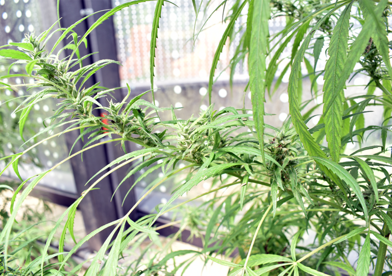 cannabis_sativa